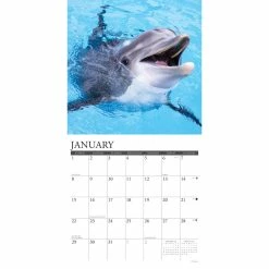 Budget 🧨 2023 Dolphins Wall Calendar by Willow Creek Press ❤️ -Cheap Willow Creek Press Store D670055S 3