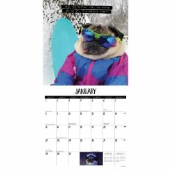 Flash Sale 🛒 2023 Doug the Pug Wall Calendar by Willow Creek Press ✨ -Cheap Willow Creek Press Store D670056S 3