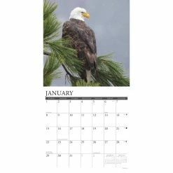 Hot Sale โจ 2023 Eagles Wall Calendar by Willow Creek Press ๐ 6 Hot Sale โจ 2023 Eagles Wall Calendar by Willow Creek Press ๐ -Cheap Willow Creek Press Store D670058S 3