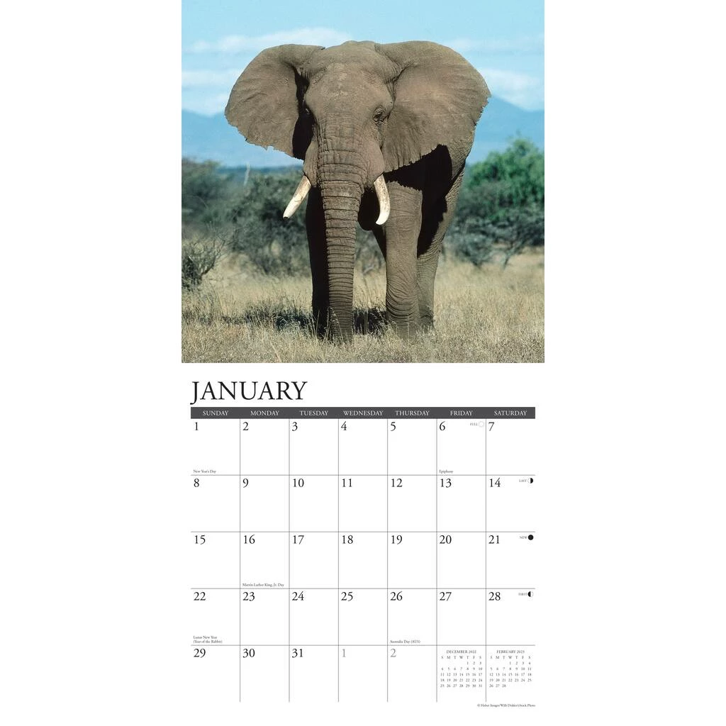 Best Pirce 🌟 2023 Elephants Wall Calendar by Willow Creek Press ⌛ 3 Best Pirce 🌟 2023 Elephants Wall Calendar by Willow Creek Press ⌛ - Image 3