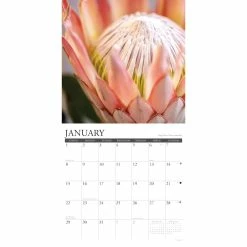 Promo 🛒 2023 Flowers Wall Calendar by Willow Creek Press 😍 6 Promo 🛒 2023 Flowers Wall Calendar by Willow Creek Press 😍 -Cheap Willow Creek Press Store D670066S 3