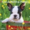 Budget ✨ 2023 Just French Bulldog Puppies Wall Calendar by Willow Creek Press ✔️