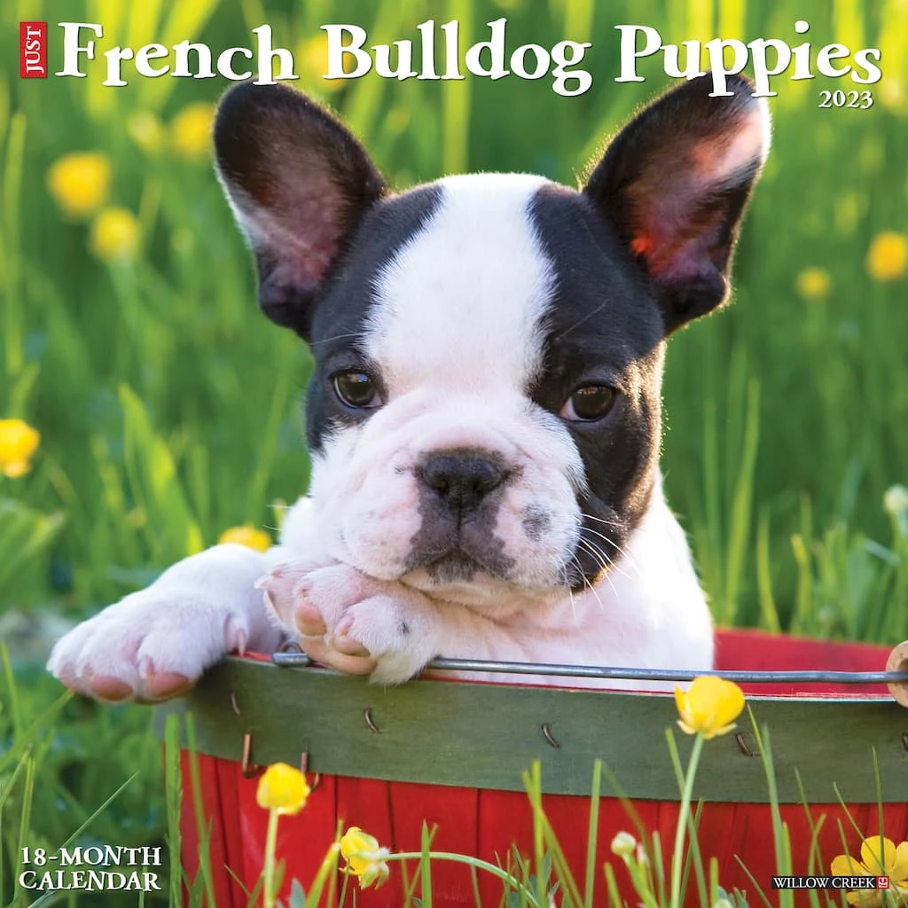 Budget ✨ 2023 Just French Bulldog Puppies Wall Calendar by Willow Creek Press ✔️ 1 Budget ✨ 2023 Just French Bulldog Puppies Wall Calendar by Willow Creek Press ✔️