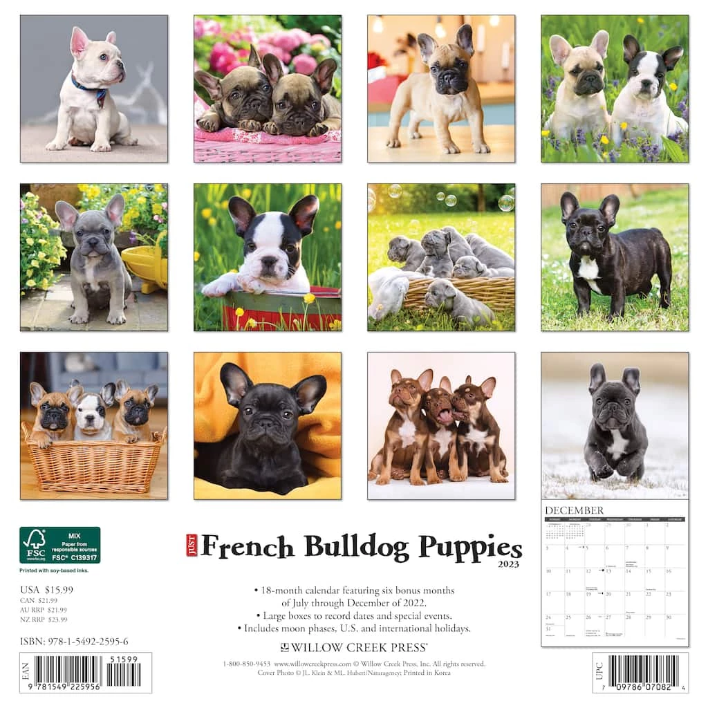 Budget ✨ 2023 Just French Bulldog Puppies Wall Calendar by Willow Creek Press ✔️ 2 Budget ✨ 2023 Just French Bulldog Puppies Wall Calendar by Willow Creek Press ✔️ - Image 2