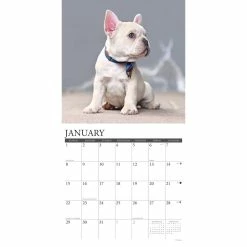 Budget ✨ 2023 Just French Bulldog Puppies Wall Calendar by Willow Creek Press ✔️ 6 Budget ✨ 2023 Just French Bulldog Puppies Wall Calendar by Willow Creek Press ✔️ -Cheap Willow Creek Press Store D670068S 3