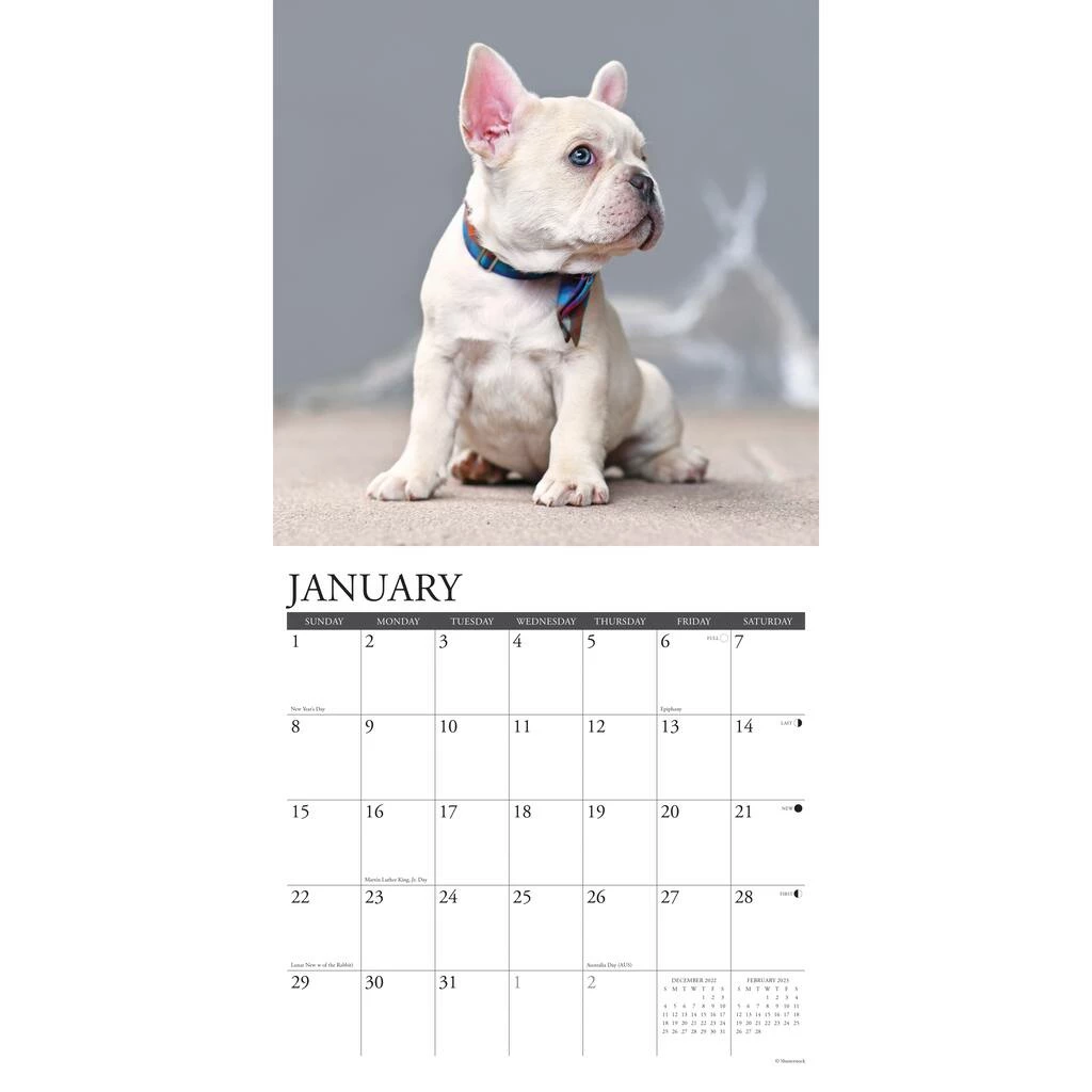 Budget ✨ 2023 Just French Bulldog Puppies Wall Calendar by Willow Creek Press ✔️ 3 Budget ✨ 2023 Just French Bulldog Puppies Wall Calendar by Willow Creek Press ✔️ - Image 3