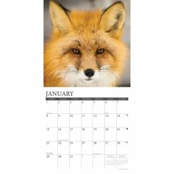 Cheapest 🎉 2023 Foxes Wall Calendar by Willow Creek Press 😉 6 Cheapest 🎉 2023 Foxes Wall Calendar by Willow Creek Press 😉 -Cheap Willow Creek Press Store D670069S 3