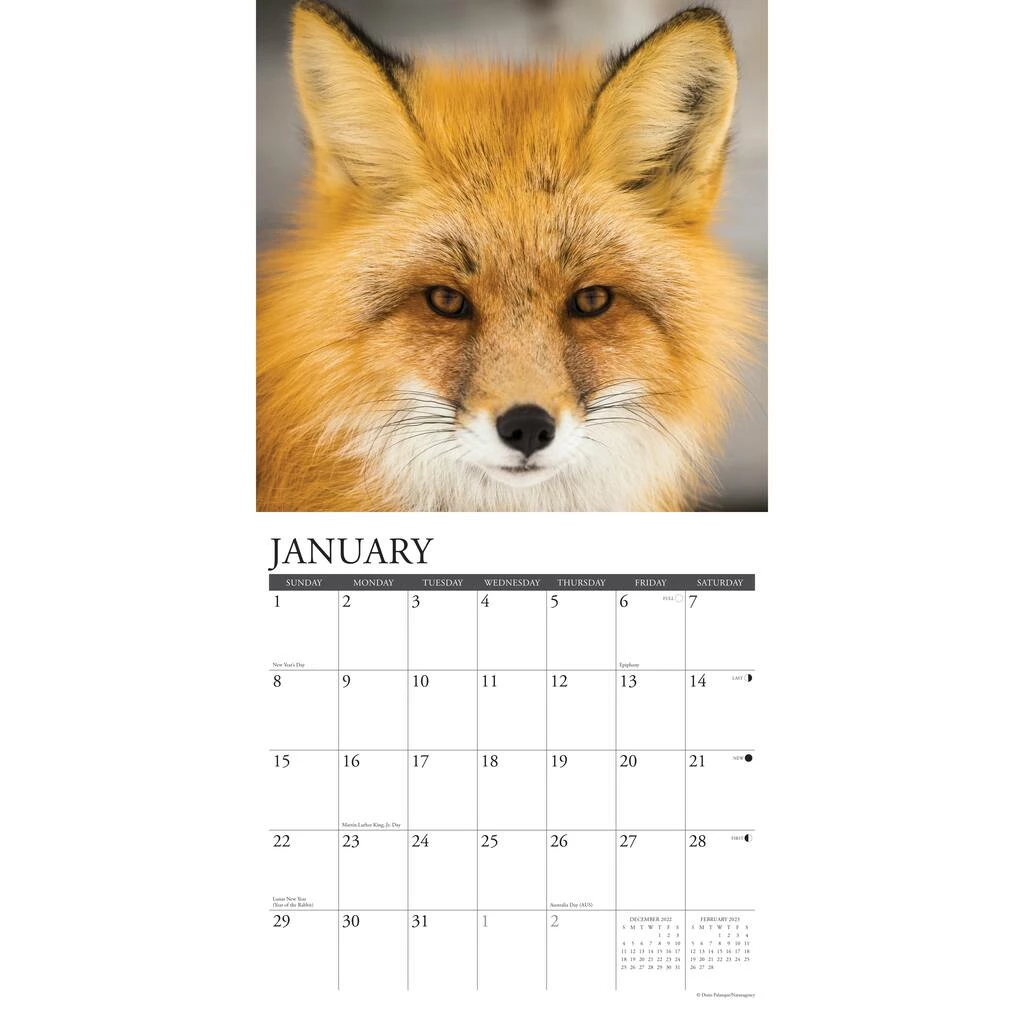 Cheapest 🎉 2023 Foxes Wall Calendar by Willow Creek Press 😉 3 Cheapest 🎉 2023 Foxes Wall Calendar by Willow Creek Press 😉 - Image 3