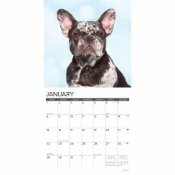 Best reviews of โ๏ธ 2023 Just French Bulldogs Wall Calendar by Willow Creek Press ๐ฅ 6 Best reviews of โ๏ธ 2023 Just French Bulldogs Wall Calendar by Willow Creek Press ๐ฅ -Cheap Willow Creek Press Store D670070S 3