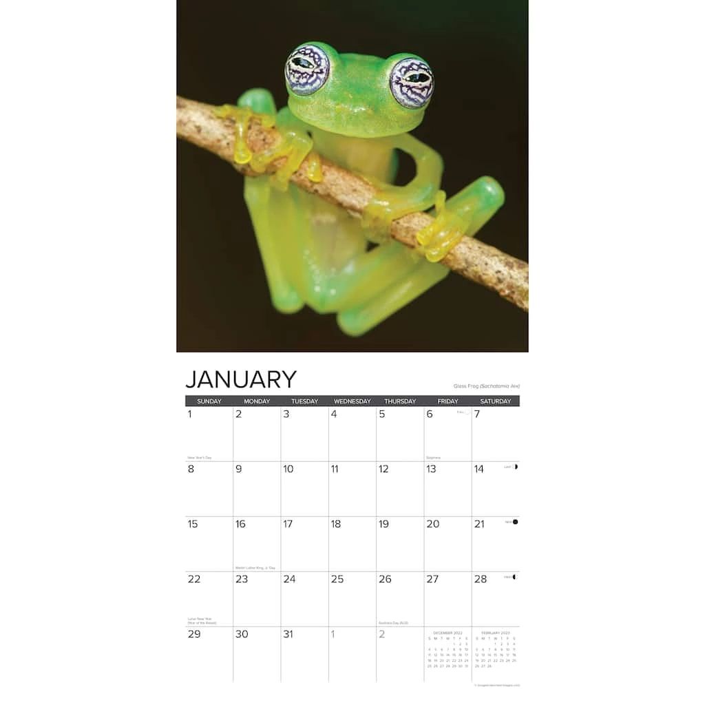 Cheapest ✔️ 2023 Just Frogs Wall Calendar by Willow Creek Press 😉 3 Cheapest ✔️ 2023 Just Frogs Wall Calendar by Willow Creek Press 😉 - Image 3