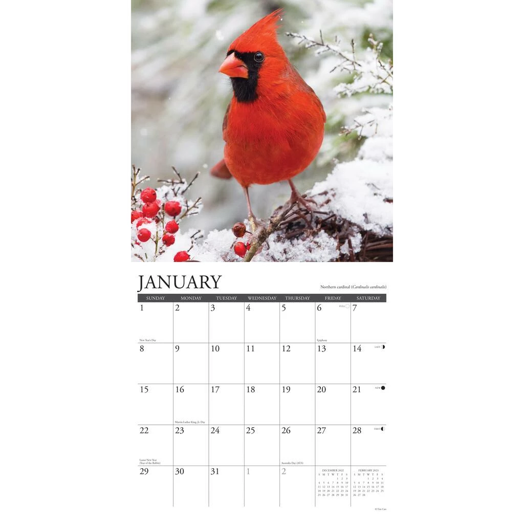 Brand new 💯 2023 Garden Birds of North America Wall Calendar by Willow Creek Press 👏 3 Brand new 💯 2023 Garden Birds of North America Wall Calendar by Willow Creek Press 👏 - Image 3