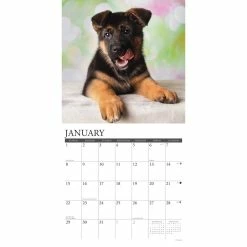 Flash Sale ❤️ 2023 Just German Shepherd Puppies Wall Calendar by Willow Creek Press ⭐ -Cheap Willow Creek Press Store D670075S 3