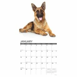 Flash Sale ❤️ 2023 Just German Shepherds Wall Calendar by Willow Creek Press 😀 -Cheap Willow Creek Press Store D670076S 3