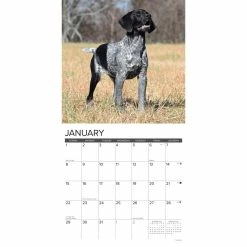 Best Sale 👏 2023 German Shorthaired Pointers Wall Calendar by Willow Creek Press 🥰 -Cheap Willow Creek Press Store D670078S 3