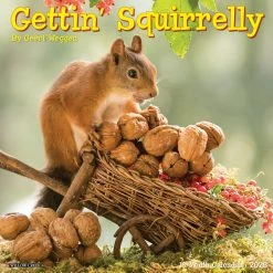 Cheap Willow Creek Press Store 18 Best reviews of 👏 2023 Gettin' Squirrelly Wall Calendar by Willow Creek Press 🛒