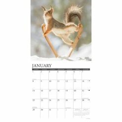 Best reviews of 👏 2023 Gettin' Squirrelly Wall Calendar by Willow Creek Press 🛒 -Cheap Willow Creek Press Store D670079S 3
