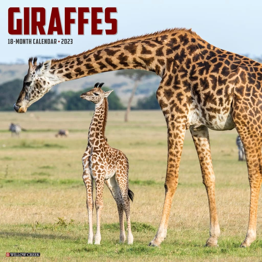 Top 10 🎉 2023 Giraffes Wall Calendar by Willow Creek Press 😀 1 Top 10 🎉 2023 Giraffes Wall Calendar by Willow Creek Press 😀