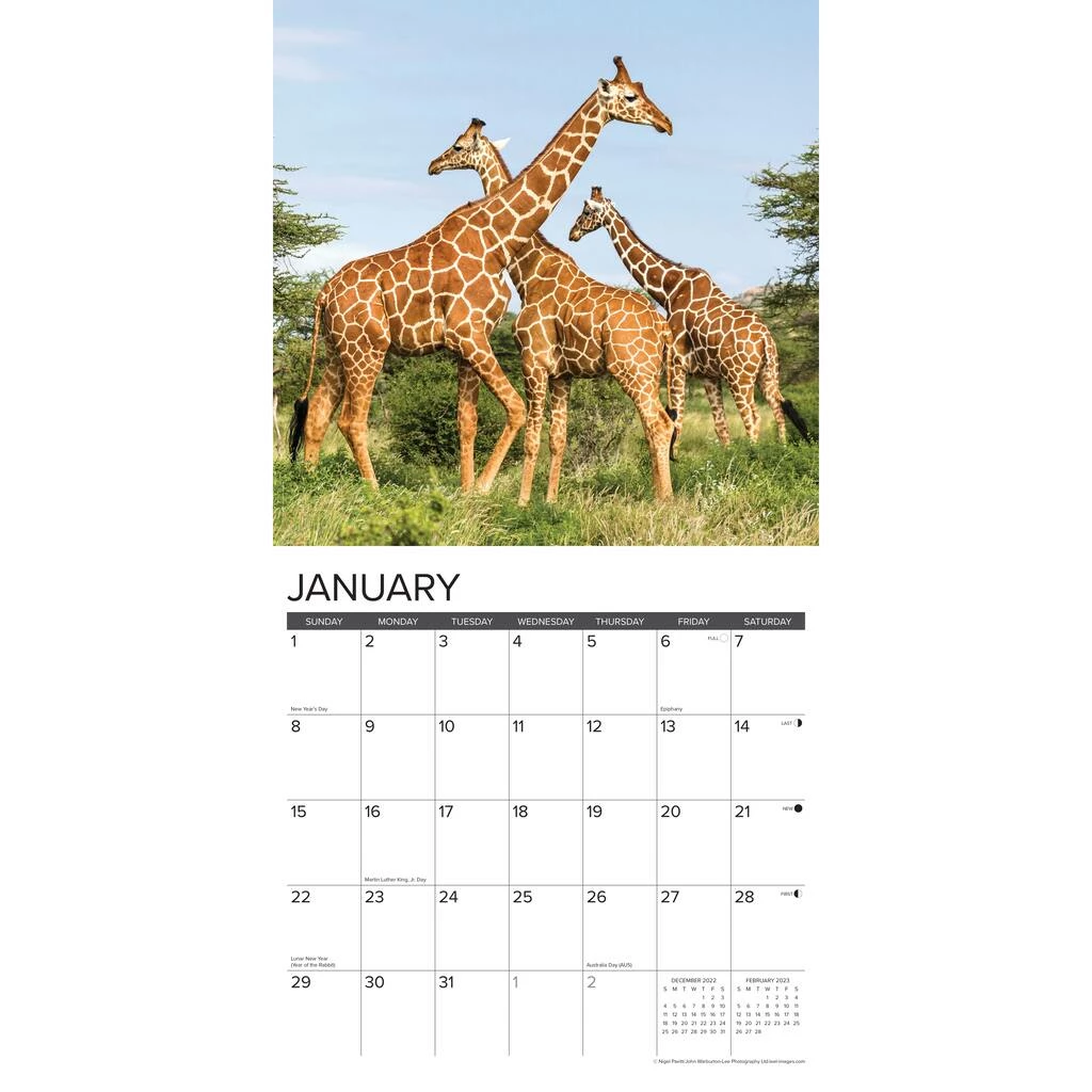 Top 10 🎉 2023 Giraffes Wall Calendar by Willow Creek Press 😀 3 Top 10 🎉 2023 Giraffes Wall Calendar by Willow Creek Press 😀 - Image 3