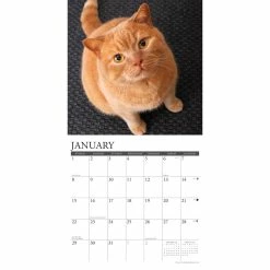 Coupon 🛒 2023 Just Ginger Cats Wall Calendar by Willow Creek Press 😀 -Cheap Willow Creek Press Store D670081S 3