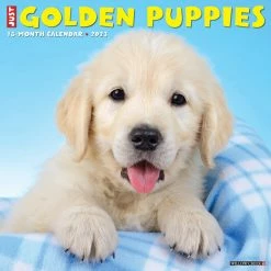Wholesale โ 2023 Just Golden Puppies Wall Calendar by Willow Creek Press ๐คฉ