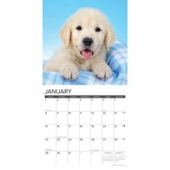 Wholesale ⌛ 2023 Just Golden Puppies Wall Calendar by Willow Creek Press 🤩 -Cheap Willow Creek Press Store D670084S 3