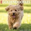 Coupon 🎁 2023 Just Goldendoodles Wall Calendar by Willow Creek Press 🎁