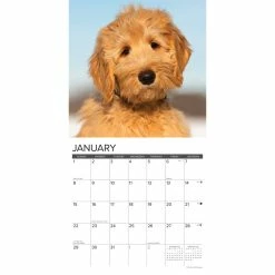 Coupon 🎁 2023 Just Goldendoodles Wall Calendar by Willow Creek Press 🎁 -Cheap Willow Creek Press Store D670085S 3