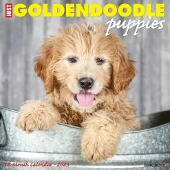 Outlet 😀 2023 Just Goldendoodle Puppies Wall Calendar by Willow Creek Press ✨
