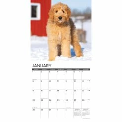 Outlet 😀 2023 Just Goldendoodle Puppies Wall Calendar by Willow Creek Press ✨ -Cheap Willow Creek Press Store D670086S 3