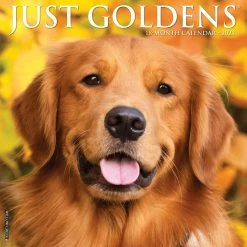 Deals 🥰 2023 Just Goldens Wall Calendar by Willow Creek Press 👍