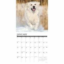 Deals 🥰 2023 Just Goldens Wall Calendar by Willow Creek Press 👍 -Cheap Willow Creek Press Store D670088S 3