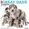 Coupon 🎁 2023 Just Great Dane Puppies Wall Calendar by Willow Creek Press ⌛