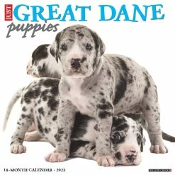 Coupon 🎁 2023 Just Great Dane Puppies Wall Calendar by Willow Creek Press ⌛