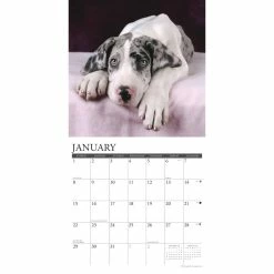 Coupon 🎁 2023 Just Great Dane Puppies Wall Calendar by Willow Creek Press ⌛ -Cheap Willow Creek Press Store D670091S 3