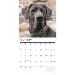 Top 10 🛒 2023 Just Great Danes Wall Calendar by Willow Creek Press 🥰 6 Top 10 🛒 2023 Just Great Danes Wall Calendar by Willow Creek Press 🥰 -Cheap Willow Creek Press Store D670094S 3
