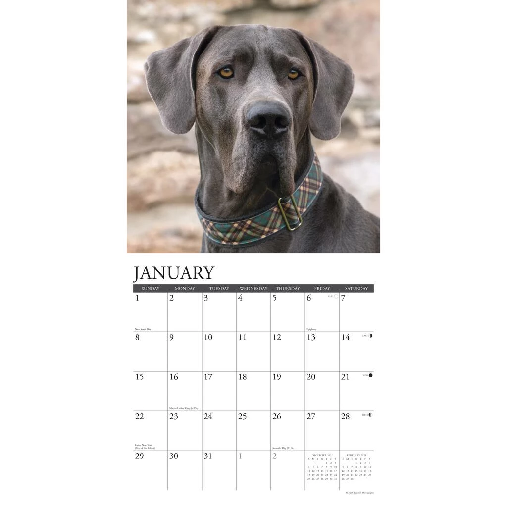 Top 10 🛒 2023 Just Great Danes Wall Calendar by Willow Creek Press 🥰 3 Top 10 🛒 2023 Just Great Danes Wall Calendar by Willow Creek Press 🥰 - Image 3