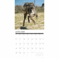 Hot Sale 🛒 2023 Just Greyhounds Wall Calendar by Willow Creek Press ✨ -Cheap Willow Creek Press Store D670096S 3