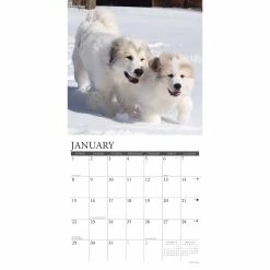 Wholesale ✨ 2023 Just Great Pyrenees Wall Calendar by Willow Creek Press 🧨 -Cheap Willow Creek Press Store D670097S 3