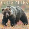 Promo 🤩 2023 Grizzlies Wall Calendar by Willow Creek Press 🧨
