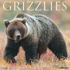 Promo ๐คฉ 2023 Grizzlies Wall Calendar by Willow Creek Press ๐งจ