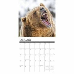 Promo ๐คฉ 2023 Grizzlies Wall Calendar by Willow Creek Press ๐งจ 6 Promo ๐คฉ 2023 Grizzlies Wall Calendar by Willow Creek Press ๐งจ -Cheap Willow Creek Press Store D670098S 3