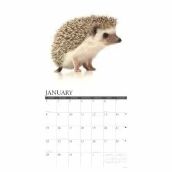 Deals 🔥 2023 Hedgehogs Wall Calendar by Willow Creek Press 🤩 -Cheap Willow Creek Press Store D670103S 3