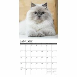 Promo 👏 2023 Just Himalayan Cats Wall Calendar by Willow Creek Press 👍 -Cheap Willow Creek Press Store D670105S 3