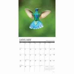 Deals ✨ 2023 Hummingbirds Wall Calendar by Willow Creek Press 🎁 -Cheap Willow Creek Press Store D670111S 3