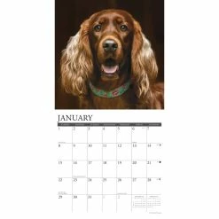 New 😀 2023 Just Irish Setters Wall Calendar by Willow Creek Press 🧨 -Cheap Willow Creek Press Store D670118S 3