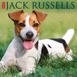 Best reviews of ๐ 2023 Just Jack Russells Wall Calendar by Willow Creek Press ๐คฉ