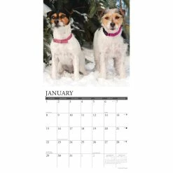 Best reviews of 😉 2023 Just Jack Russells Wall Calendar by Willow Creek Press 🤩 -Cheap Willow Creek Press Store D670120S 3