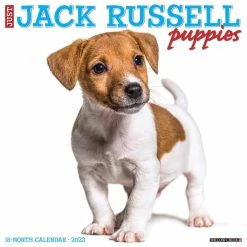 Outlet 🧨 2023 Just Jack Russell Puppies Wall Calendar by Willow Creek Press 🎁