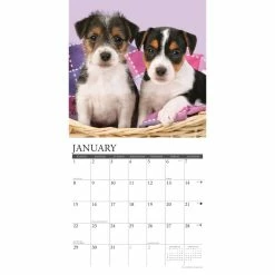 Outlet 🧨 2023 Just Jack Russell Puppies Wall Calendar by Willow Creek Press 🎁 -Cheap Willow Creek Press Store D670121S 3