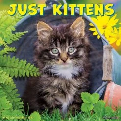 Hot Sale 🔔 2023 Just Kittens Wall Calendar by Willow Creek Press ⌛